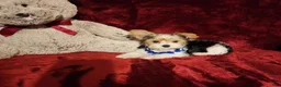 Yorkshire Terrier dogs for sale: JESTER - Ad 8