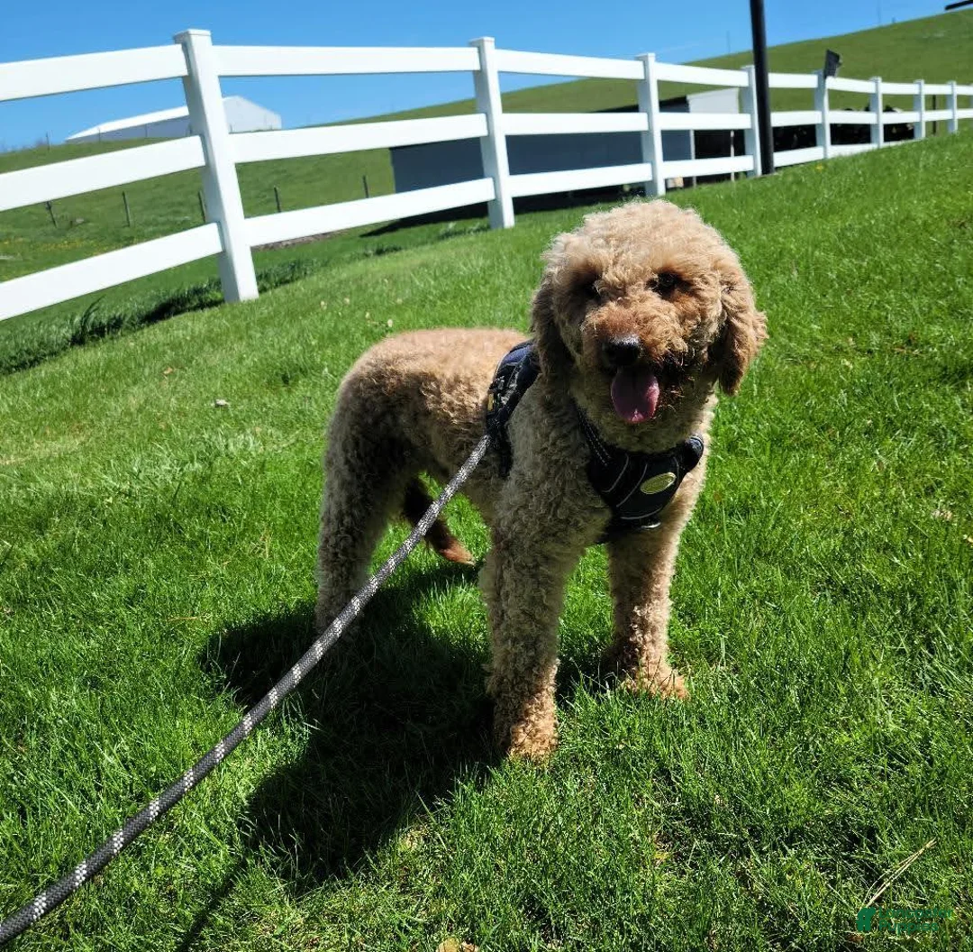 Mini Goldendoodle dogs for sale: Jade - Ad 11