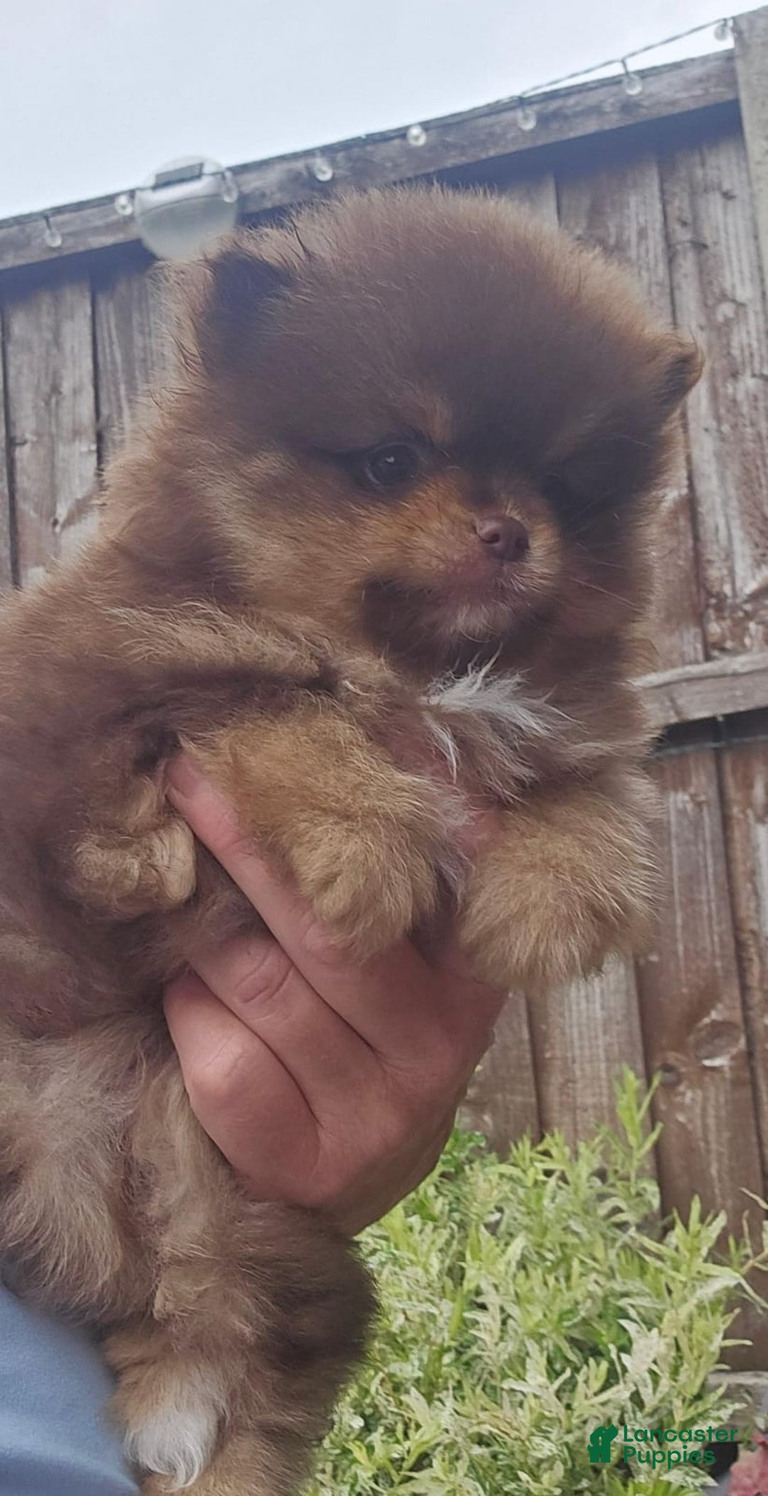 Pomeranian dogs for sale: Naya - Ad 14