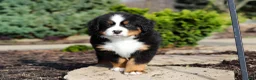 Bernese Mountain Dog dogs for sale: Charlie - Ad 13