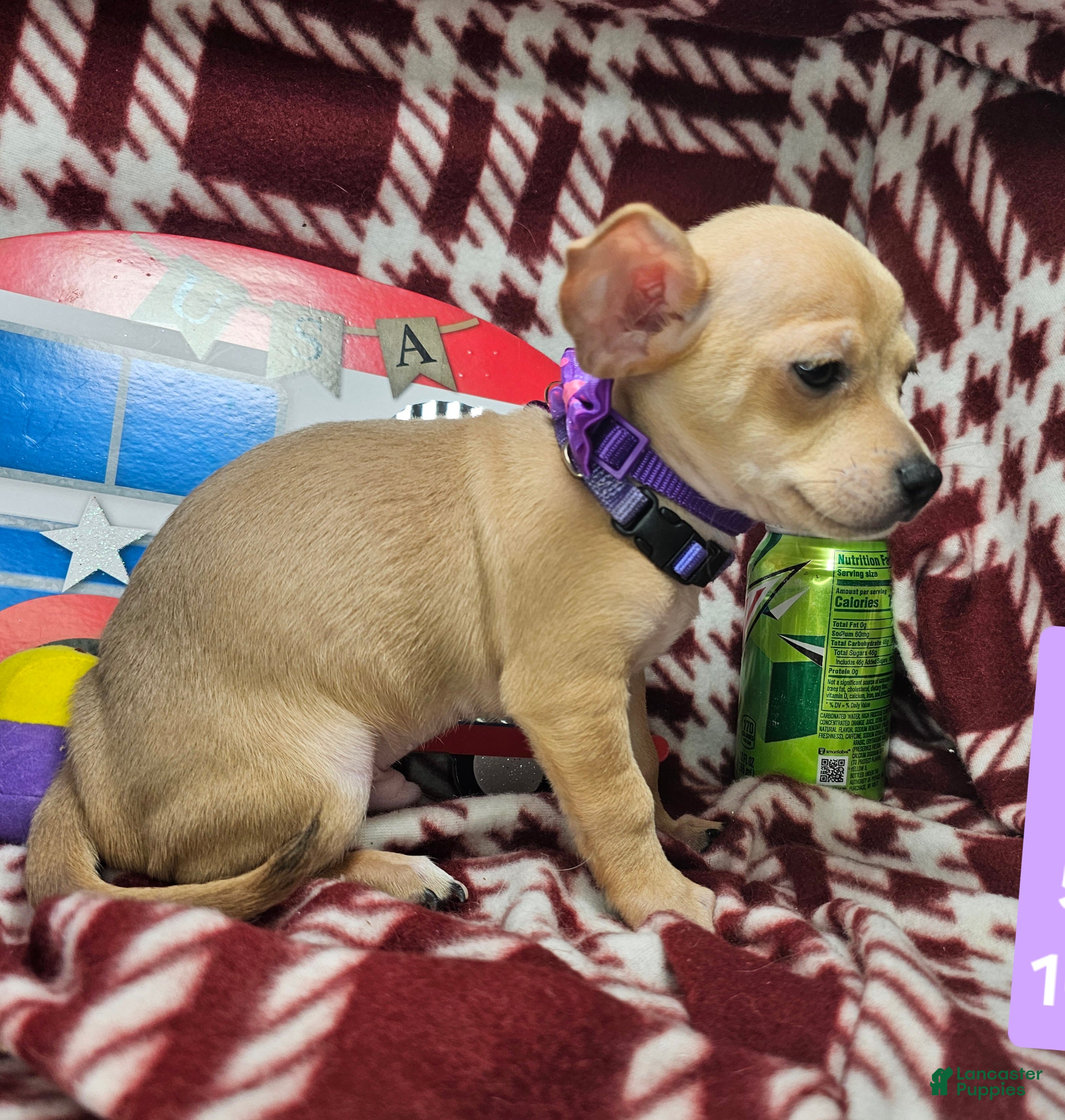 Chihuahua dogs Angel Boy - Ad 40