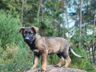 German Shepherd dogs - Ad 16