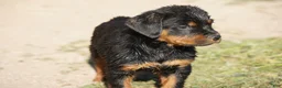 Rottweiler dogs for sale: Rottweiler litter of 5 puppies - Ad 37