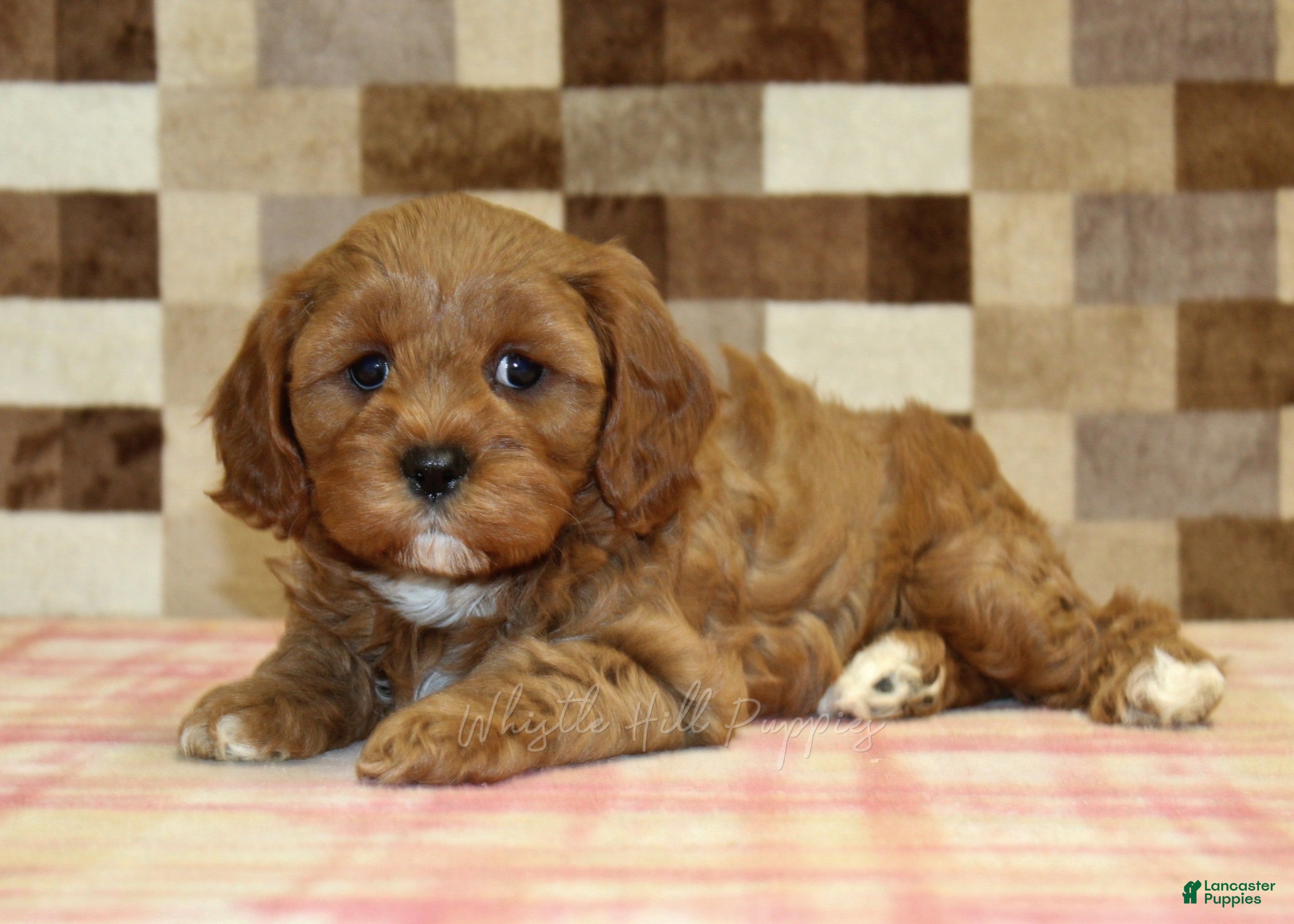 Cavapoo dogs Grace - Ad 2
