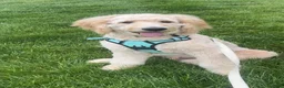 Goldendoodle dogs for sale: Milo - Ad 2