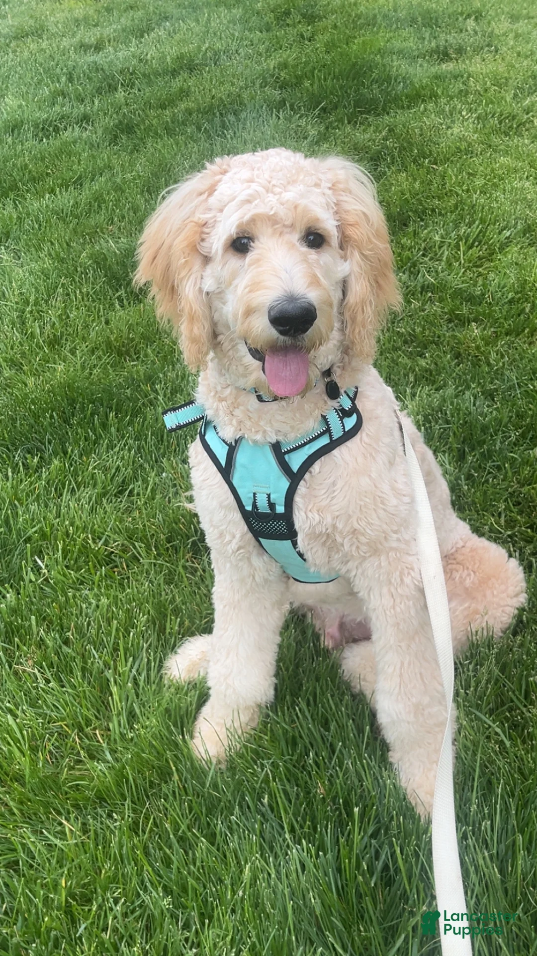 Goldendoodle dogs for sale: Milo - Ad 2