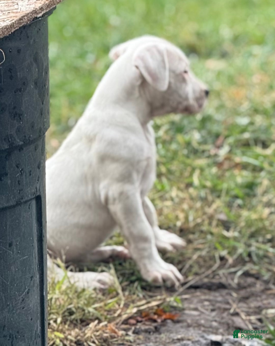 Dogo Argentino dogs for sale: Puppy M3 - Ad 49