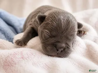 Mixed Breed dogs for sale: Flint - Ad 1