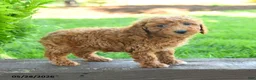 Miniature Poodle dogs for sale: Tatum - Ad 2