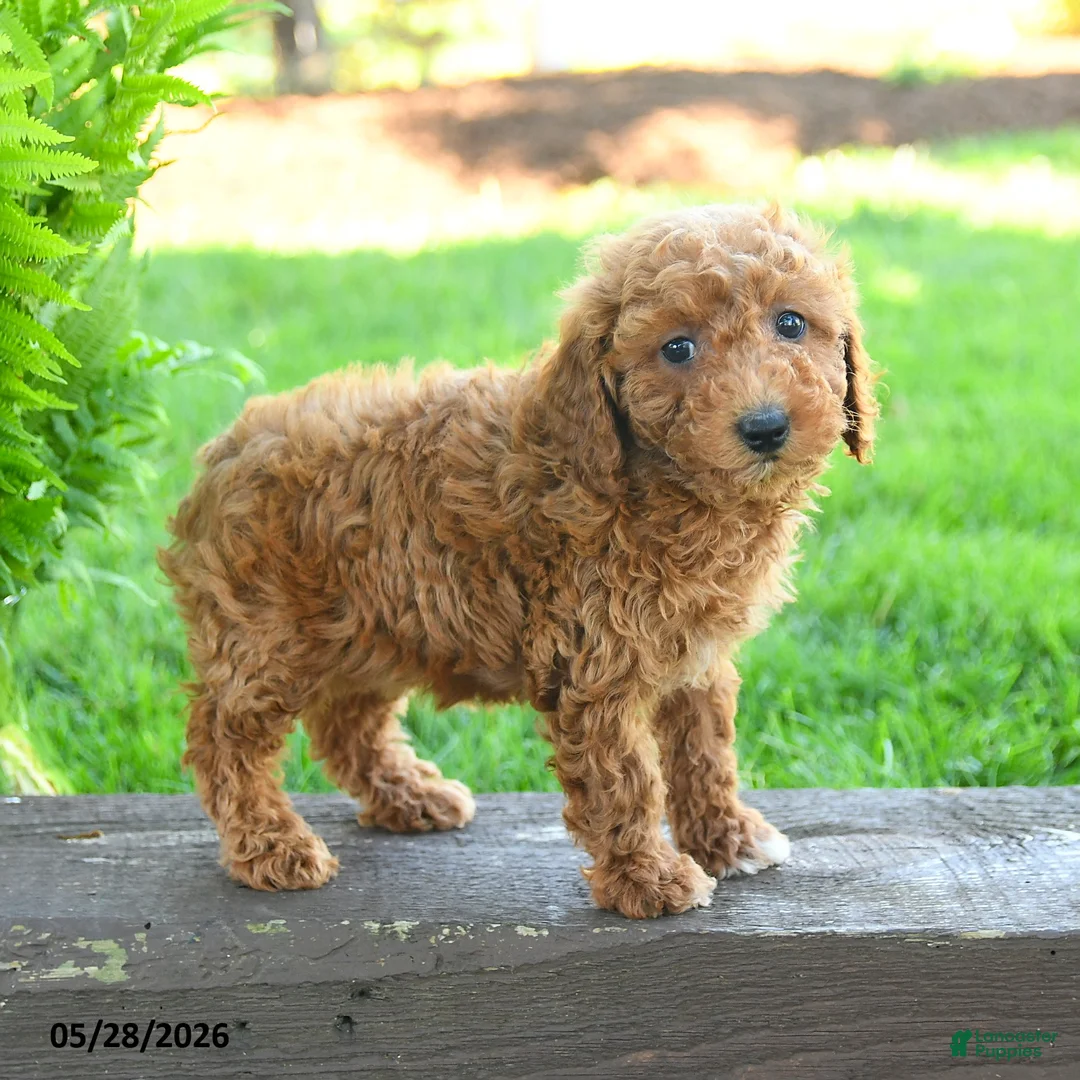 Miniature Poodle dogs for sale: Tatum - Ad 2