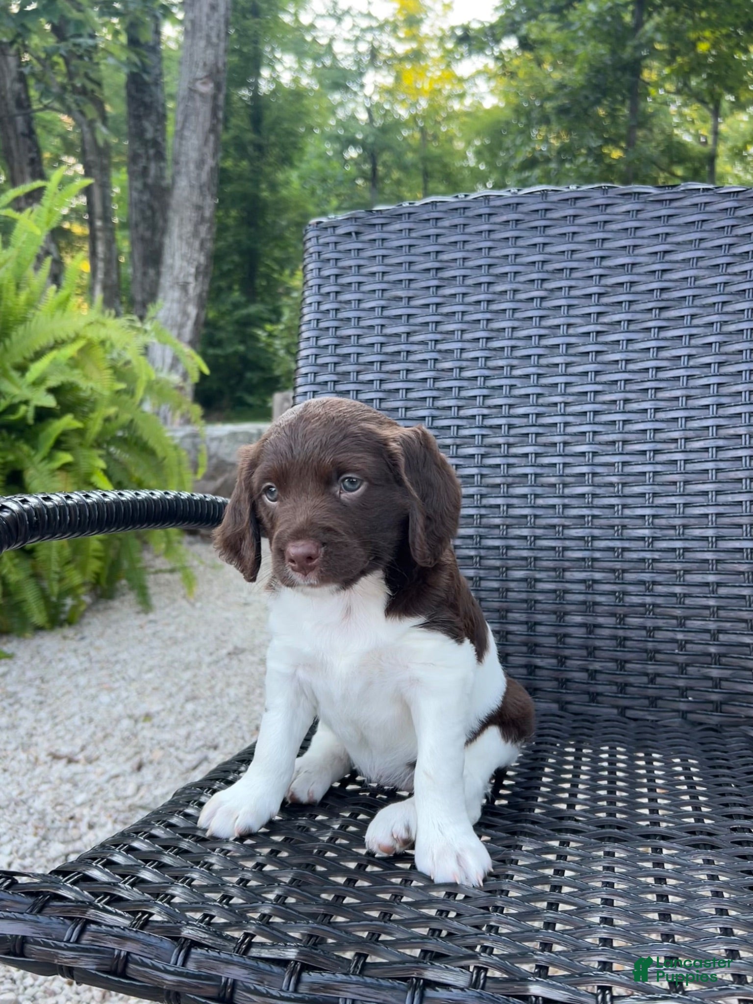 Brittany Spaniel dogs Violet - Ad 1