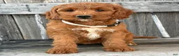 Irish Doodle dogs for sale: Juniper - Ad 22