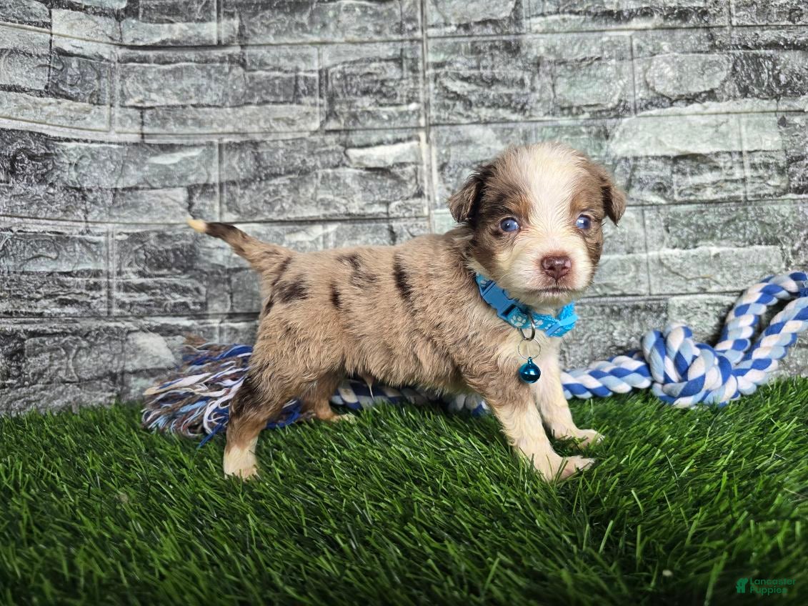 Toy Australian Shepherd dogs Boy 4  - Ad 1