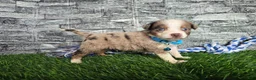 Toy Australian Shepherd dogs for sale: Boy 4  - Ad 1