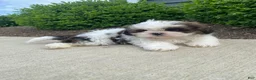 Shih Tzu dogs for sale: Tommy - Ad 11