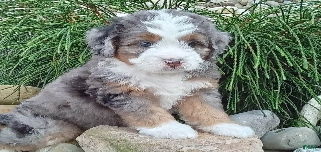 Gallery Image {{count}}