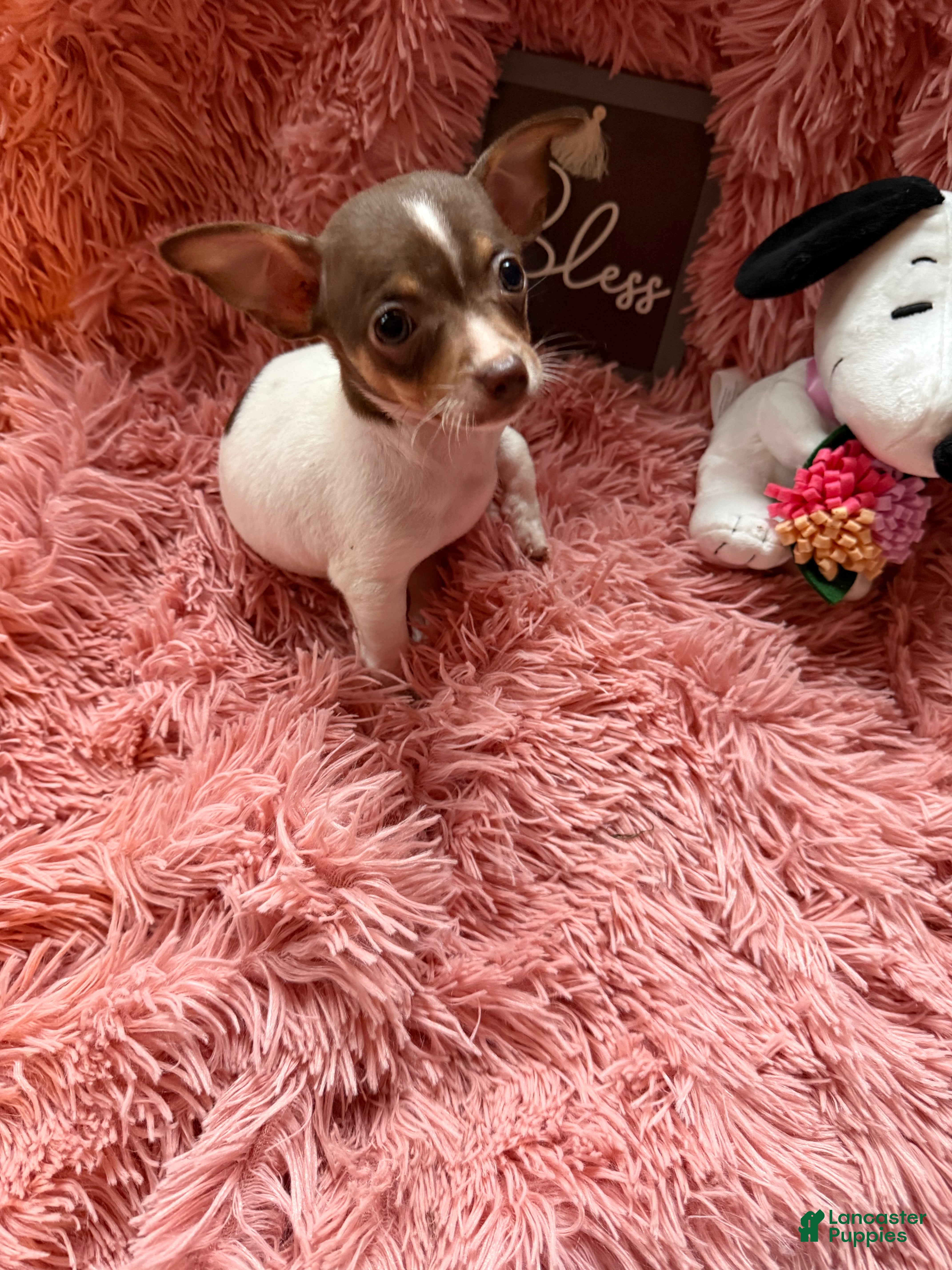 Chihuahua dogs Teacup Tiny - Ad 2