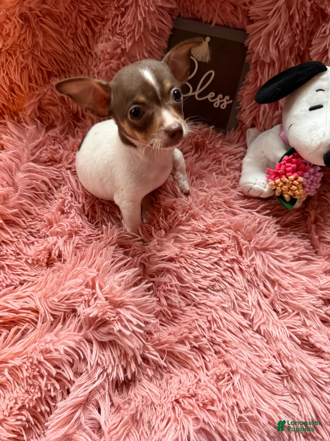 Chihuahua dogs for sale: Teacup Tiny - Ad 2
