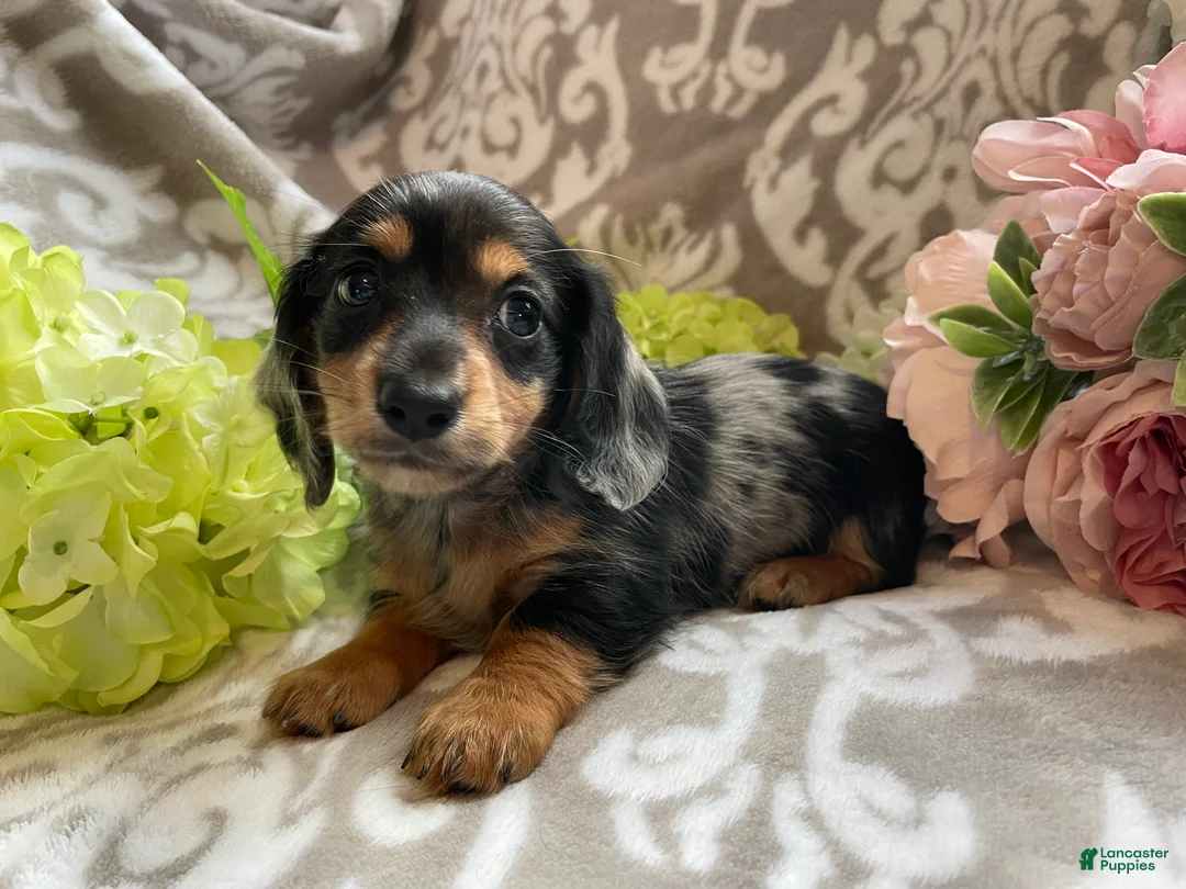 Miniature Dachshund dogs for sale: Sheila - Ad 2