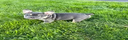 French Bulldog dogs for sale: Tales - Ad 3