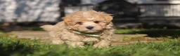 Maltipoo dogs for sale: Lane - Ad 11