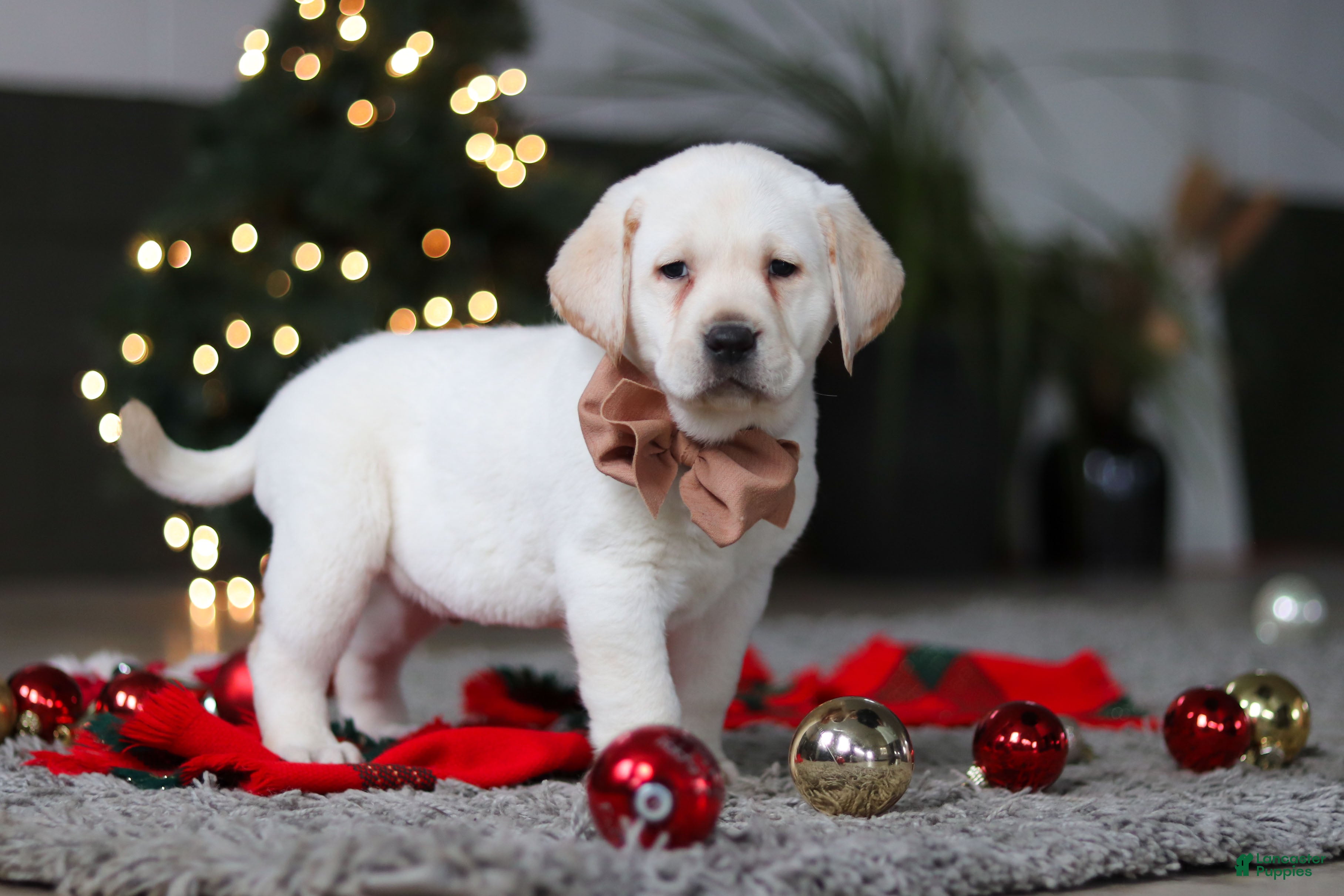 Labrador Retriever dogs Buddy - Ad 3