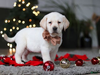 Labrador Retriever dogs Buddy - Ad 25