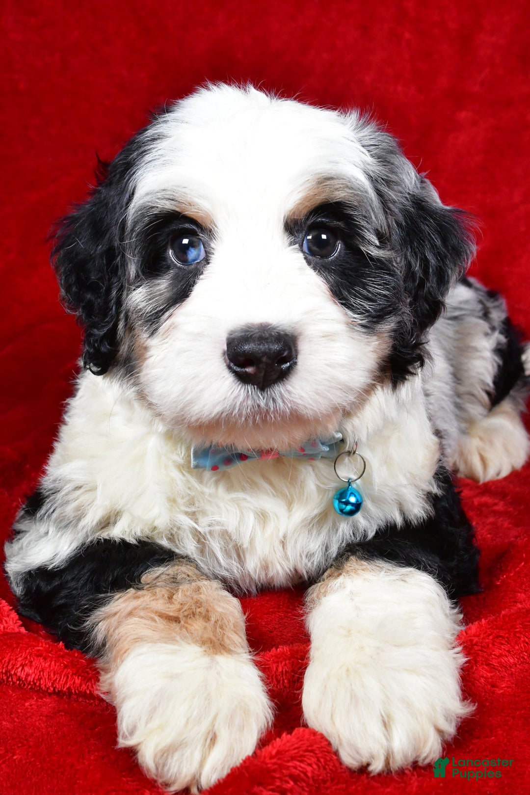 Mixed Breed dogs for sale: Cooper - Ad 4