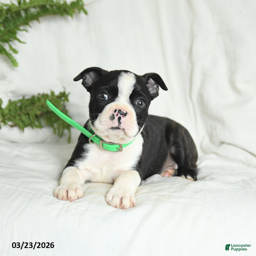 Boston Terrier dogs Baxter - Ad 2