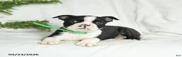 Boston Terrier dogs for sale: Baxter - Ad 2