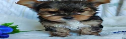 Yorkshire Terrier dogs for sale: Jesse - Ad 3