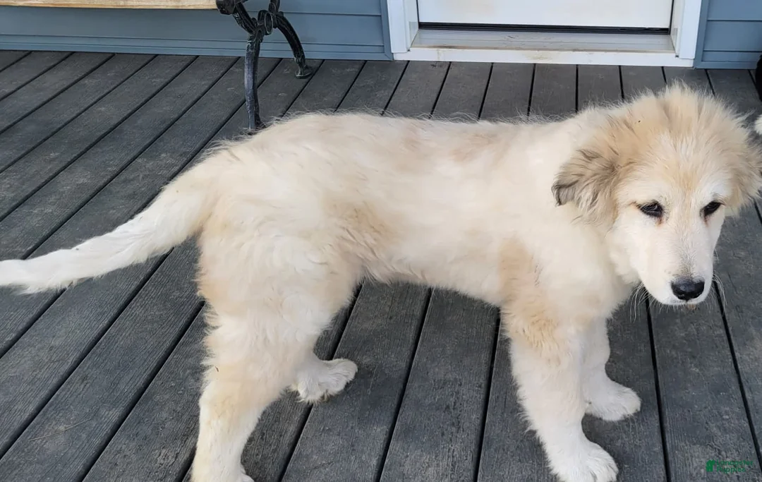 Mixed Breed dogs for sale: Mixed Breed Puppy 1 - Ad 2