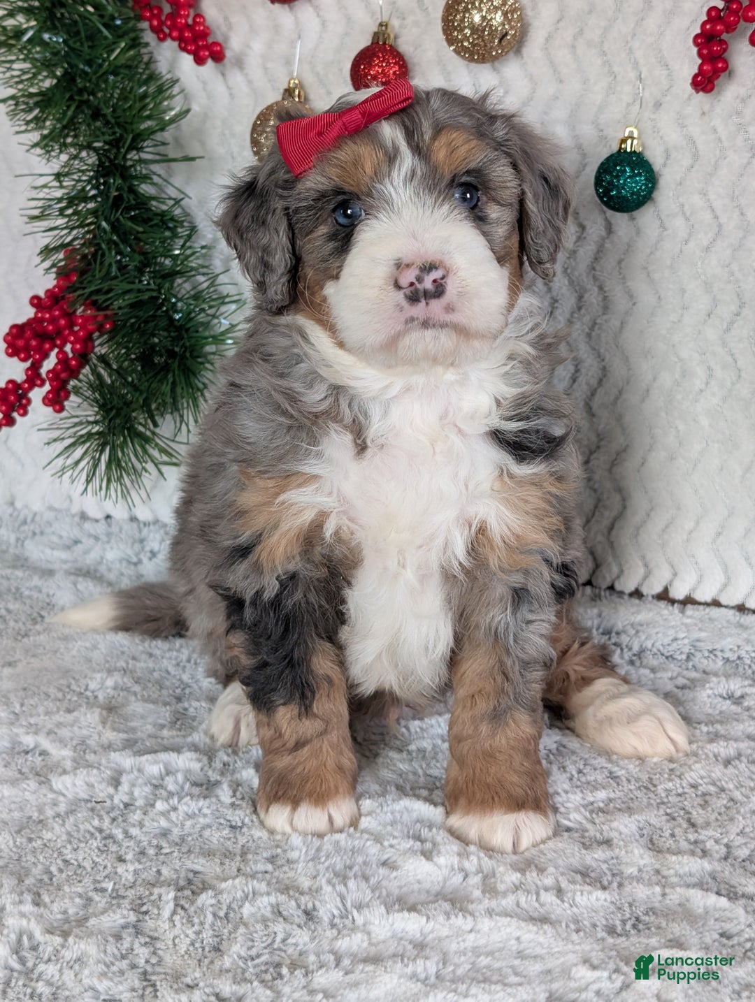Mini Bernedoodle dogs for sale: Mini Niko  - Ad 9