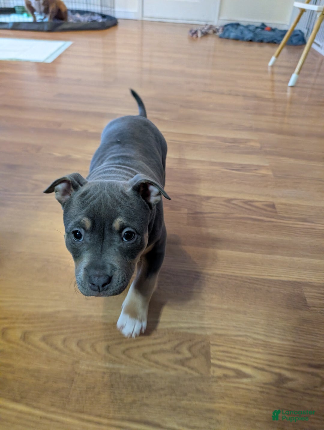 American Bully dogs for sale: American Bully Puppy 1 - Ad 3