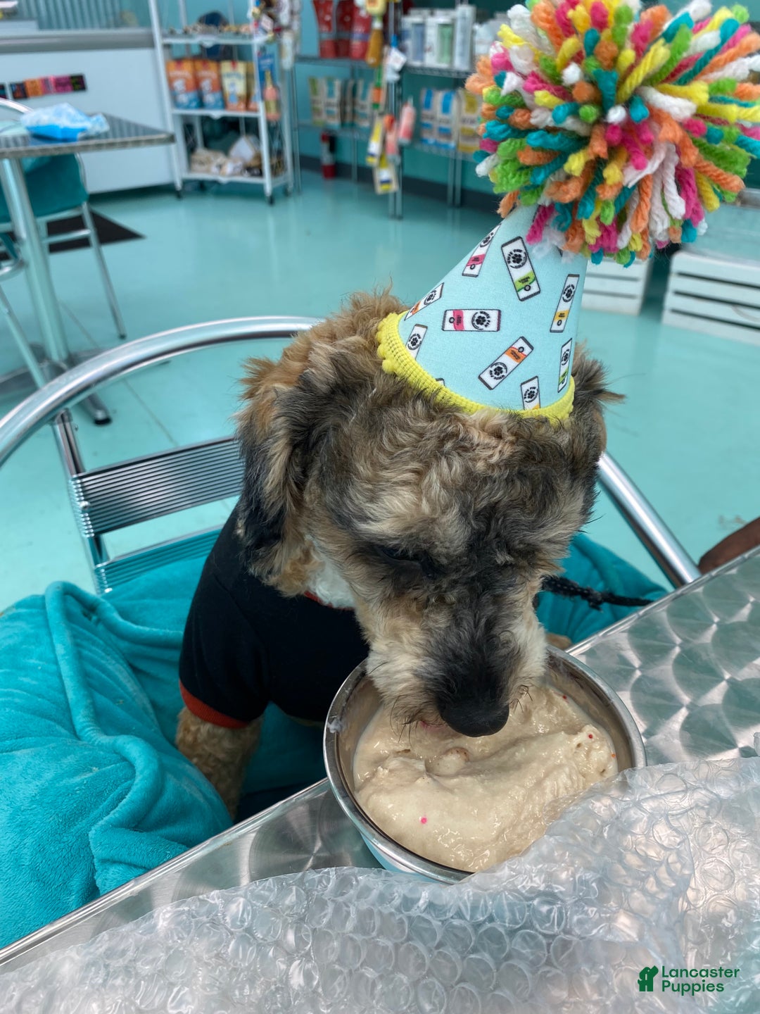 Miniature Poodle dogs for sale: Miniature Poodle Puppy 1 - Ad 9