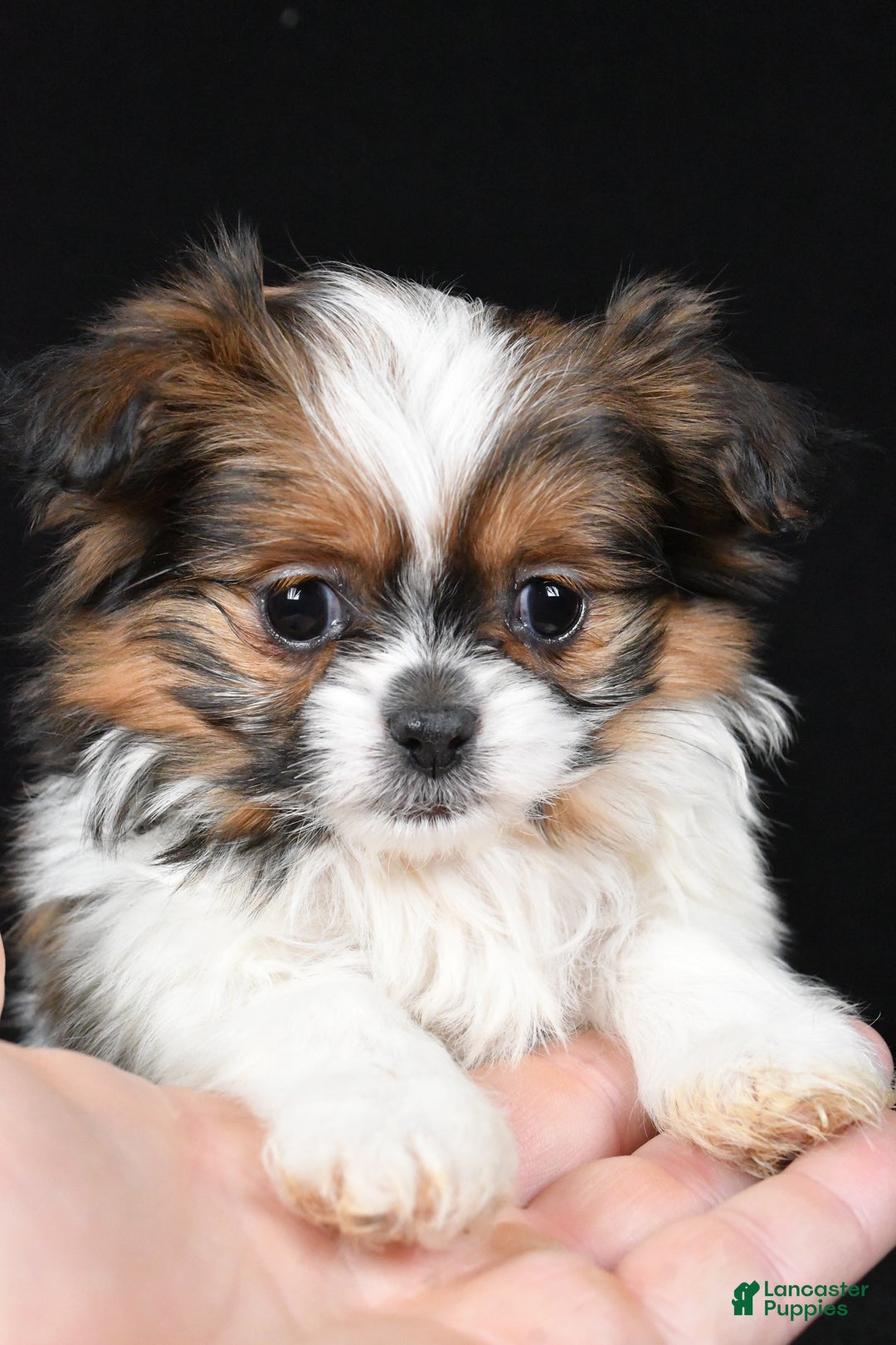 Mixed Breed dogs for sale: Alex - Ad 10