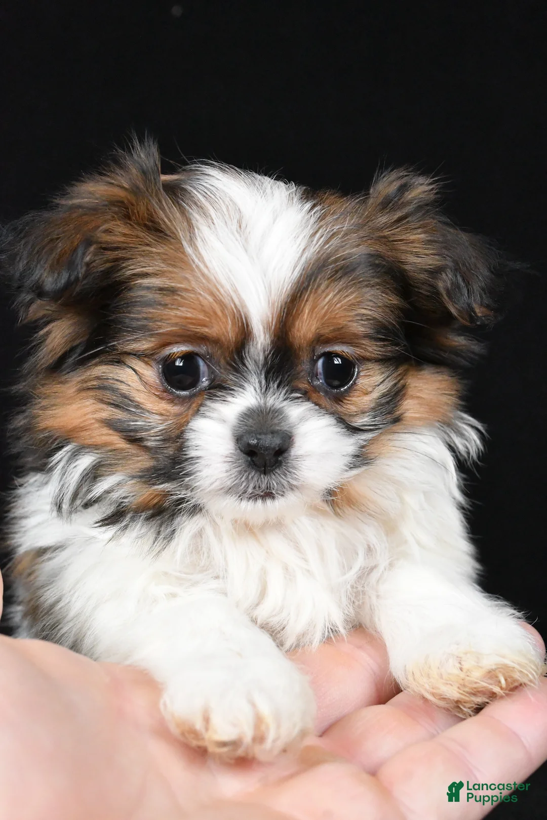 Mixed Breed dogs for sale: Amber - Ad 11