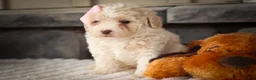 Miniature Poodle dogs for sale: Jett 🐾  - Ad 17