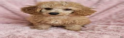 Miniature Poodle dogs for sale: Sunny -Potty Trained - Ad 1