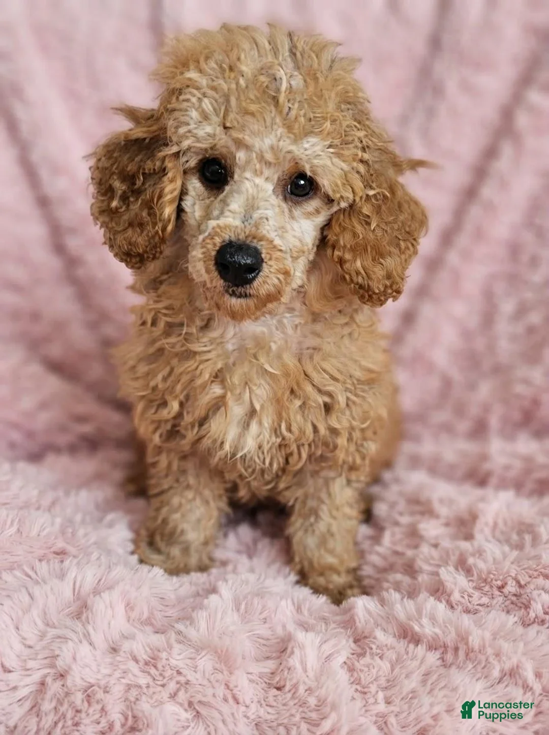 Miniature Poodle dogs for sale: Sunny -Potty Trained - Ad 1