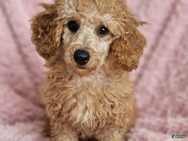 Miniature Poodle dogs for sale: Sunny -Potty Trained - Ad 15