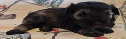 Miniature Schnauzer dogs for sale: Girl 1 - Ad 9