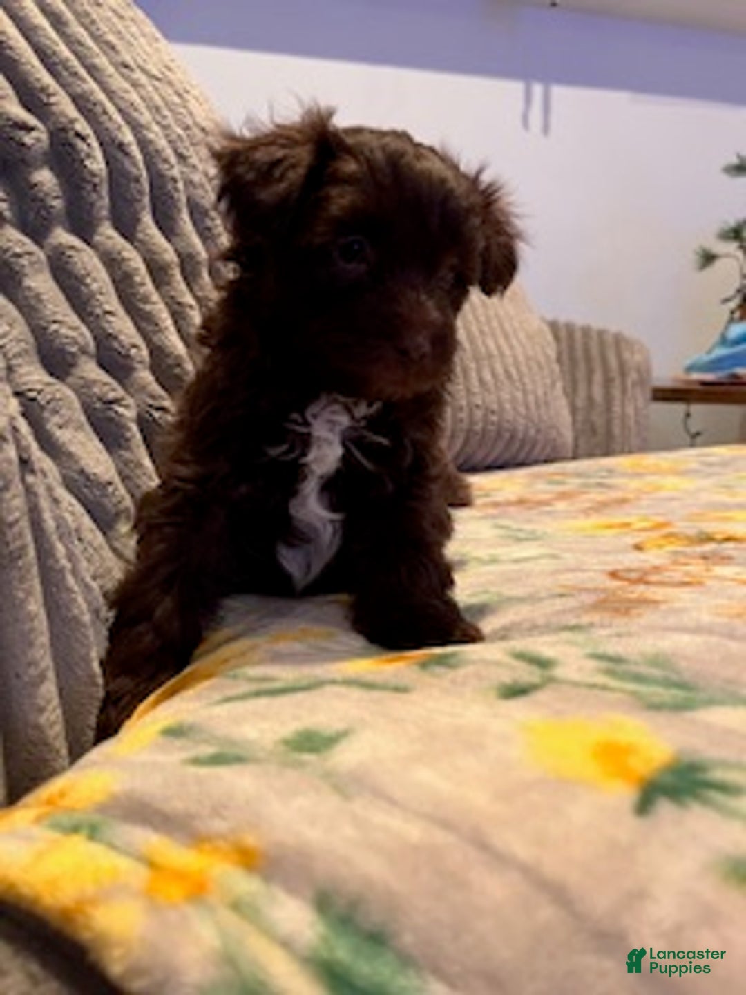 Pomapoo dogs for sale: Kevin - Ad 3