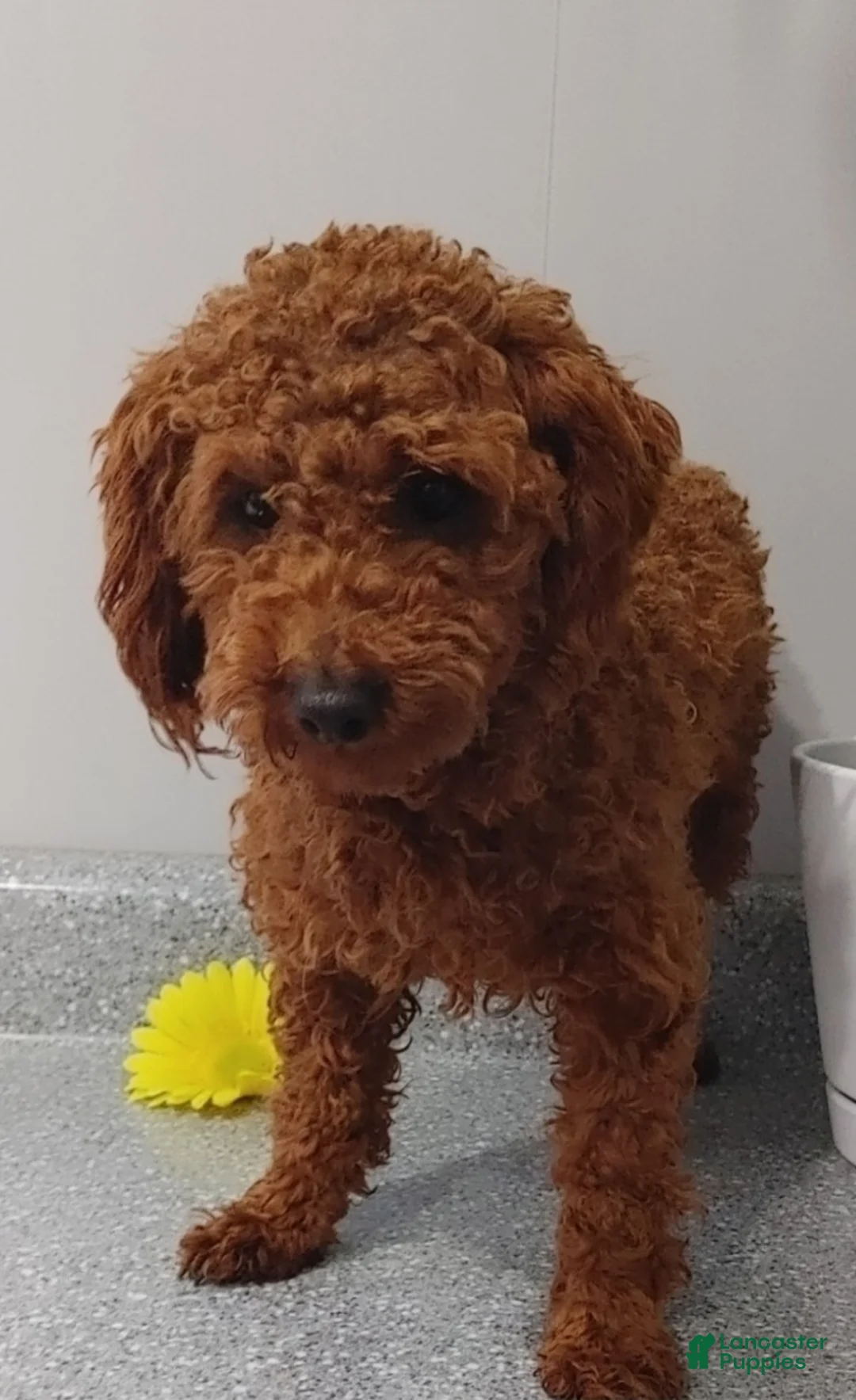 Cavapoo dogs for sale: Dottie  - Ad 20