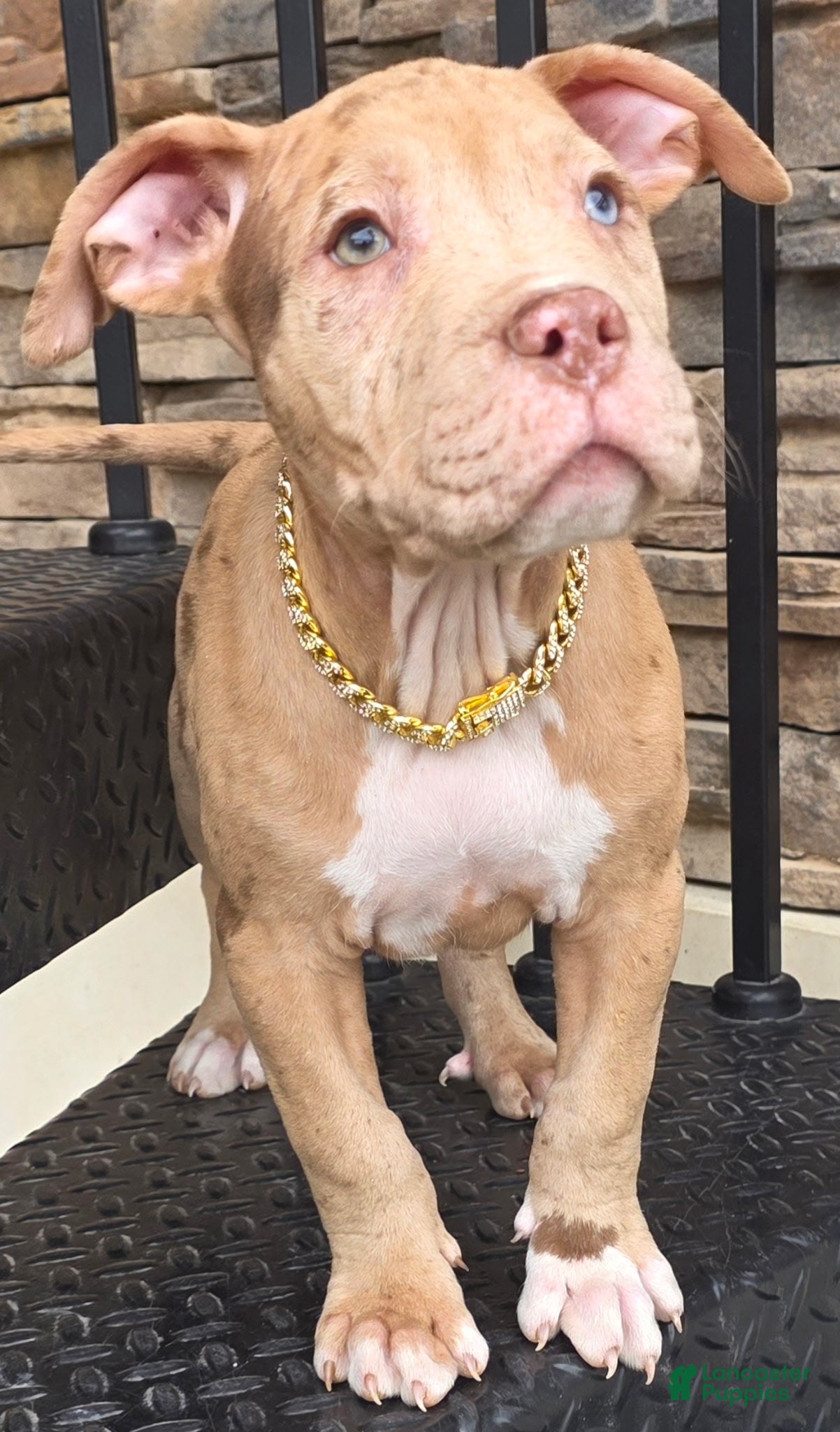 American Pit Bull Terrier dogs BALBOA  - Ad 2