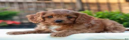 Cavapoo dogs for sale: Otis  - Ad 3