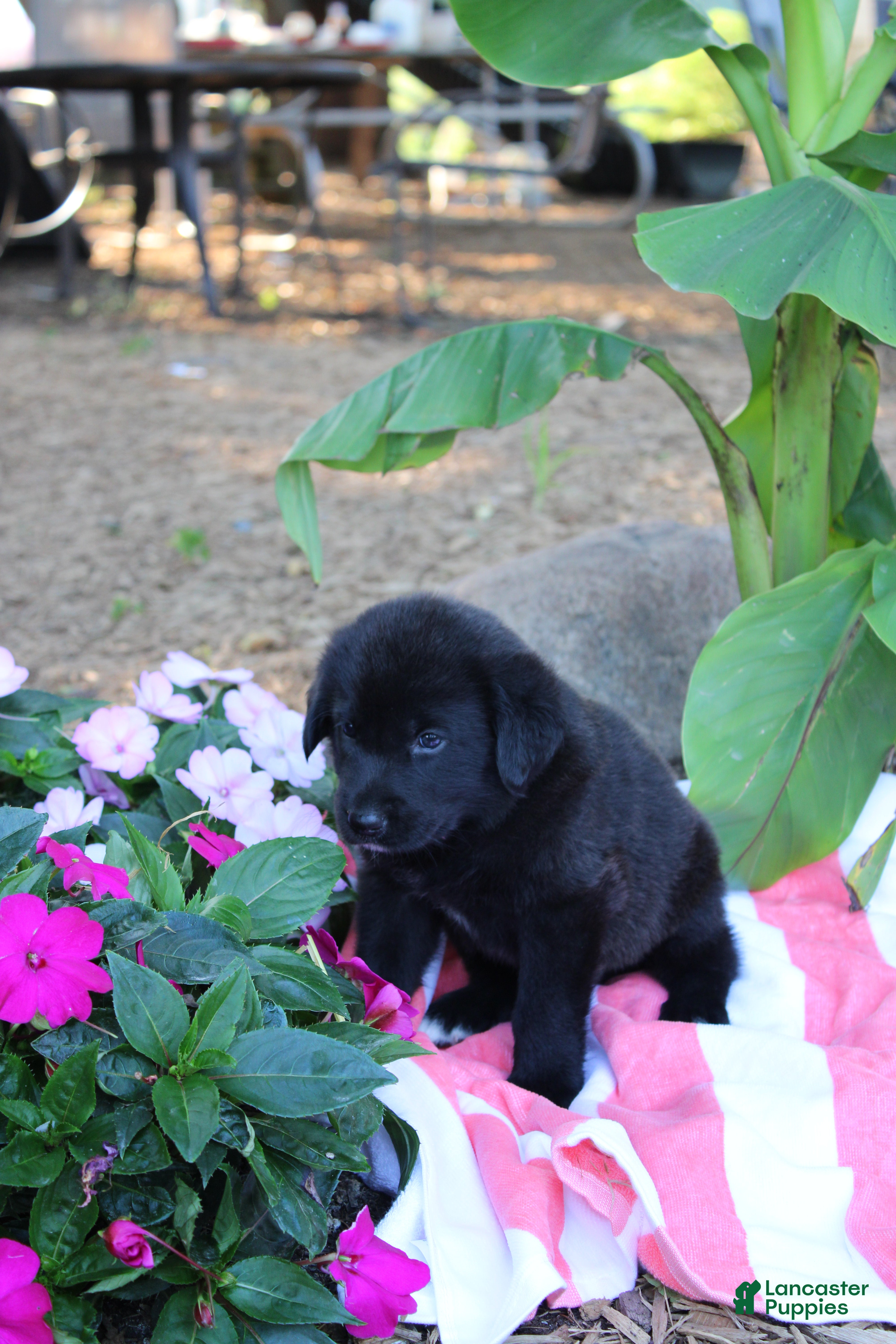 Labrador Retriever dogs Chipper - Ad 2