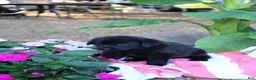 Labrador Retriever dogs for sale: Chipper - Ad 2