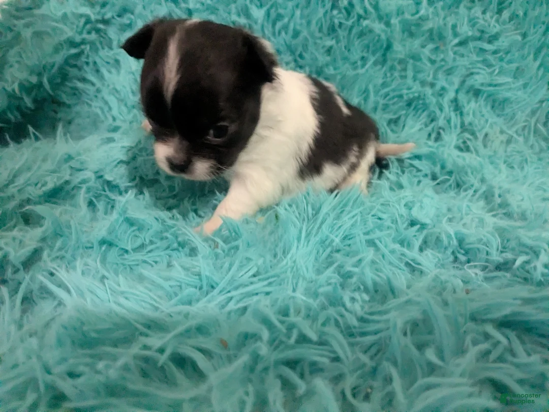 Chihuahua dogs for sale: LC Apple Head Oreo  - Ad 1