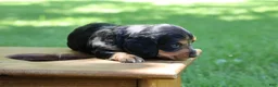 Miniature Dachshund dogs for sale: Mini Dachshund: Sam - Ad 5